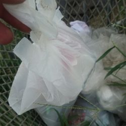 清掃活動：秋風が吹く曇天の大潮