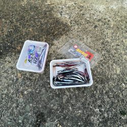 清掃活動：アジの時期長い