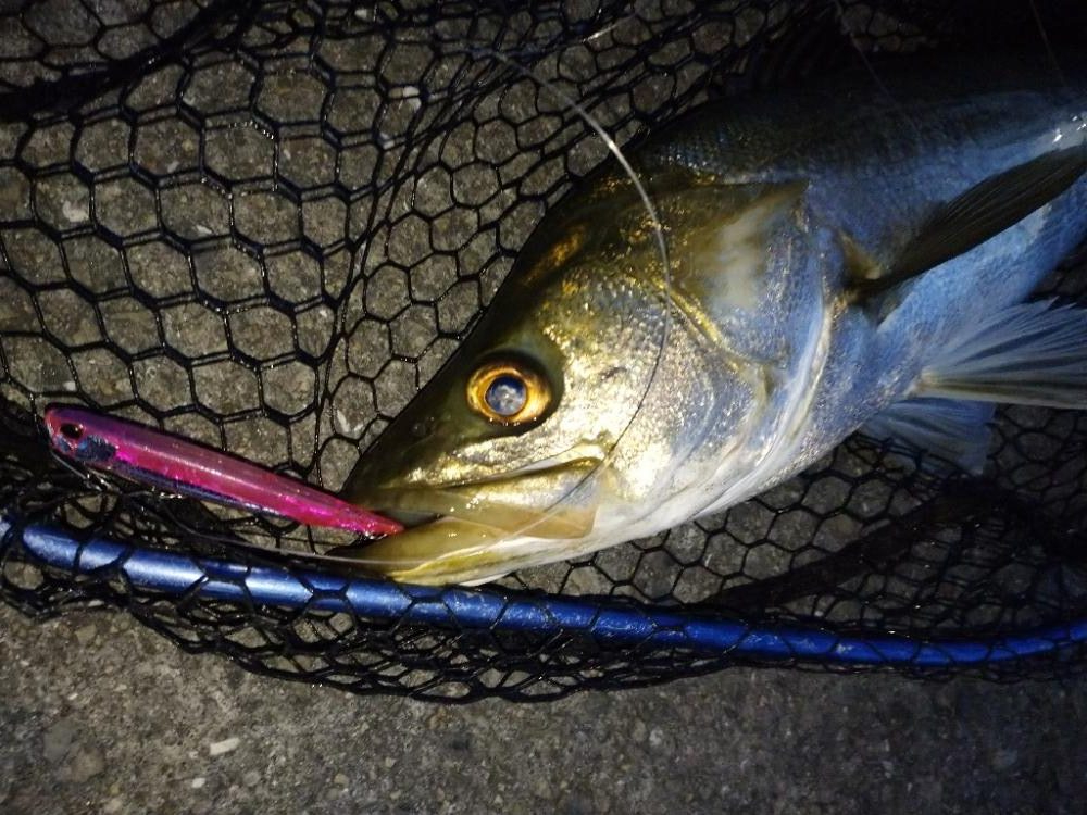 今朝の1時間勝負