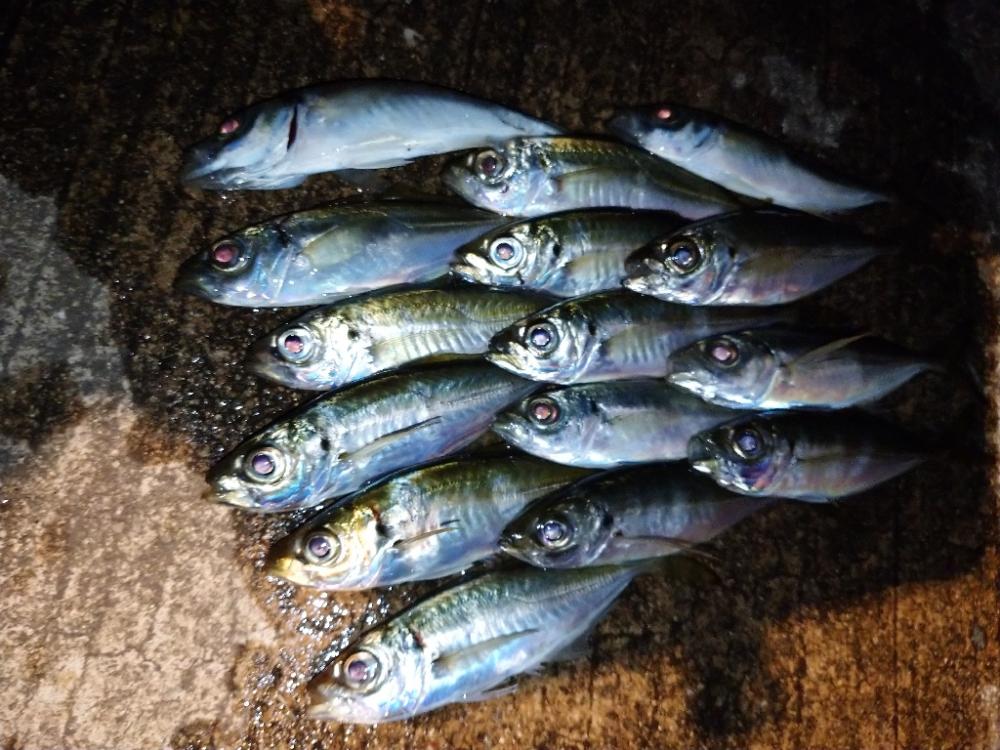 今夜も鯵道1G