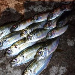 雨上がりアジング