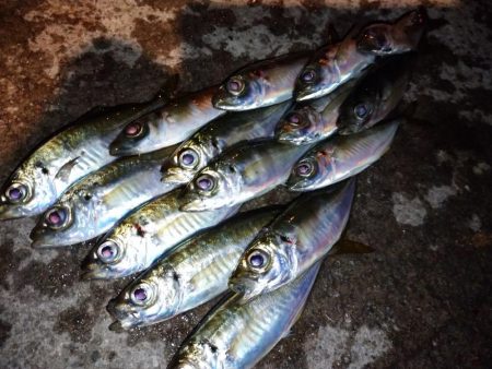 雨上がりアジング