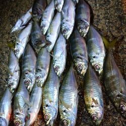 今夜もアジング