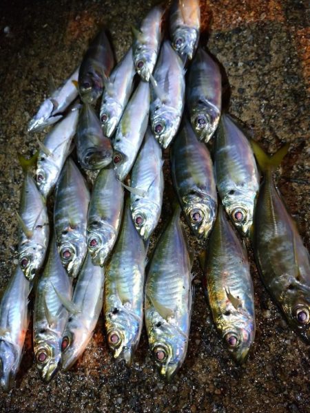 今夜もアジング