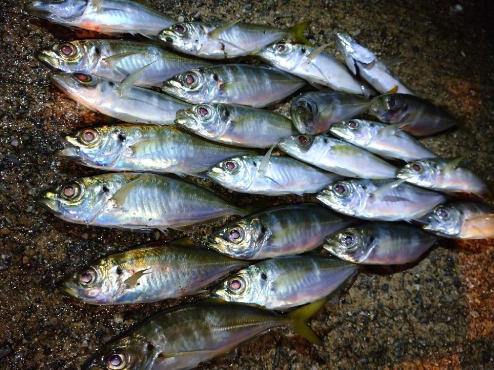今夜もアジング