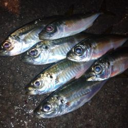 今夜もアジング