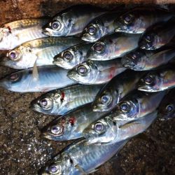 今夜はアジング修行