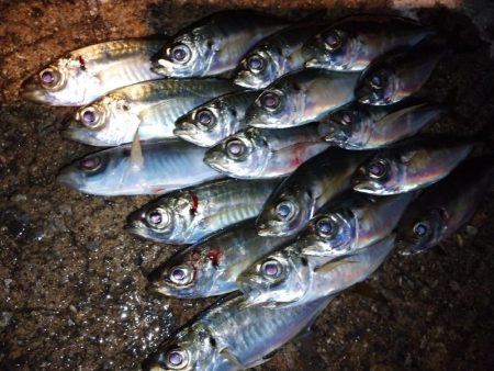 今夜はアジング修行