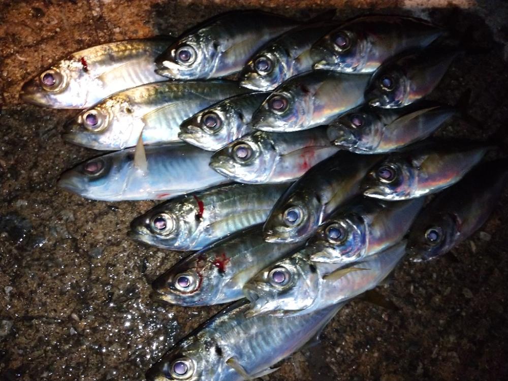 今夜はアジング修行