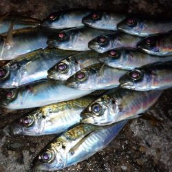 今夜もアジング修行