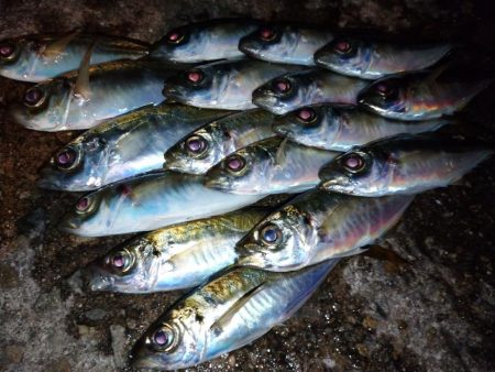 今夜もアジング修行