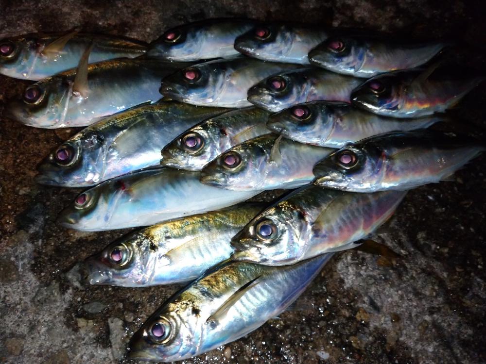 今夜もアジング修行