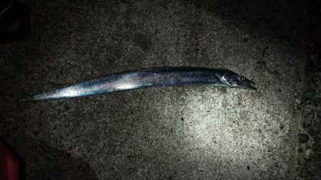 深日港に行ったけど!ダメそうやったので和歌山方面へ