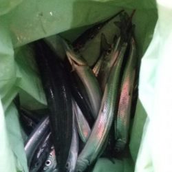 鉛筆サヨリ釣り