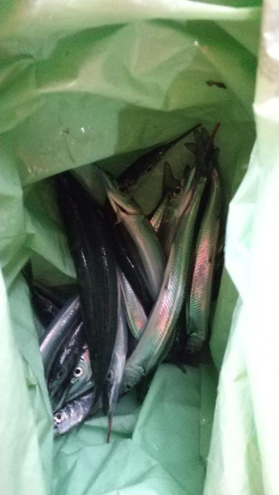 鉛筆サヨリ釣り