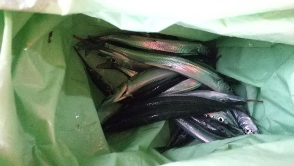 鉛筆サヨリ釣り