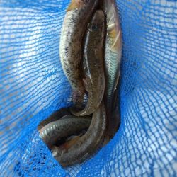 淀川ハゼ釣り大会