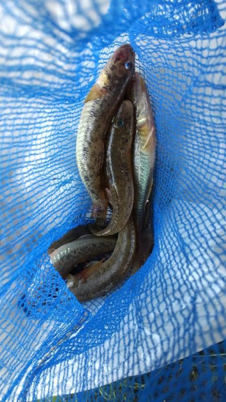 淀川ハゼ釣り大会