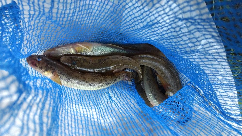 淀川ハゼ釣り大会