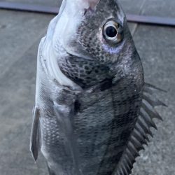 まだまだ黒鯛はシーズン中