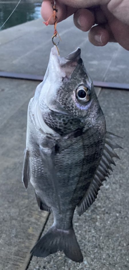 まだまだ黒鯛はシーズン中