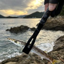 イカ調査！本命ガシラ