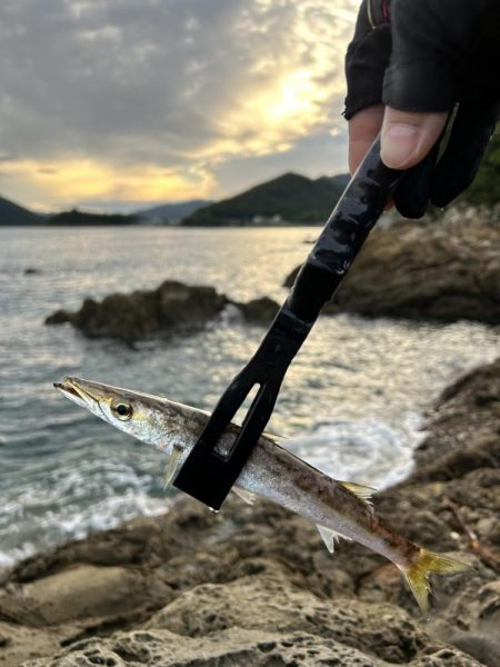 イカ調査！本命ガシラ