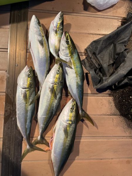 メジロ入れ食い