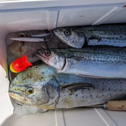 久しぶりルアーバラし多数