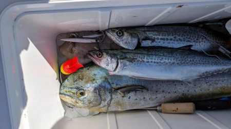 久しぶりルアーバラし多数