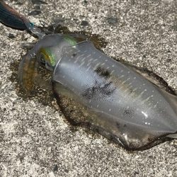 初めてのエリアでワクワク釣行だけど何処も厳しい！