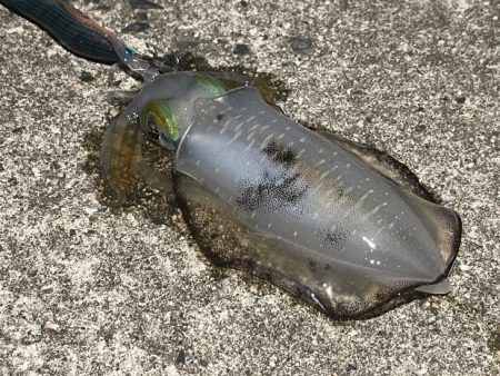 初めてのエリアでワクワク釣行だけど何処も厳…