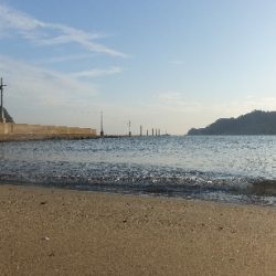 月の輝きと青箭魚