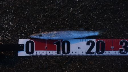 ちりばめられた星たちの下