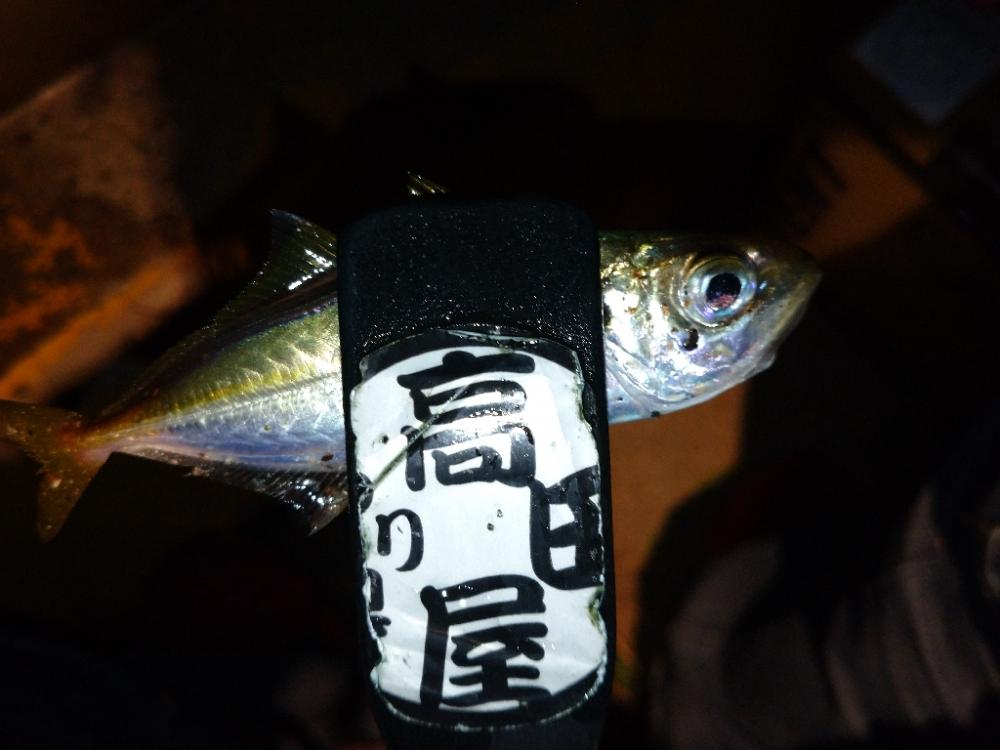 今夜のアジング