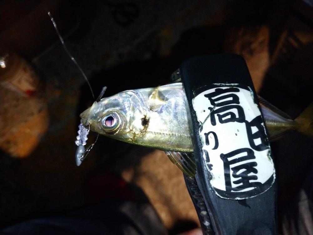 今夜もアジング修行