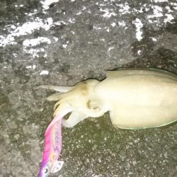 今日もエギング