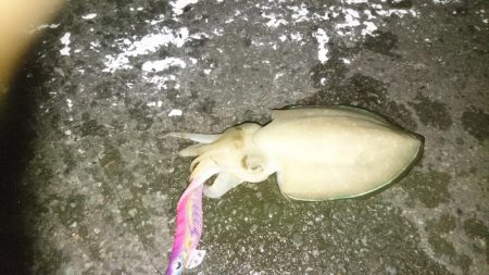 今日もエギング