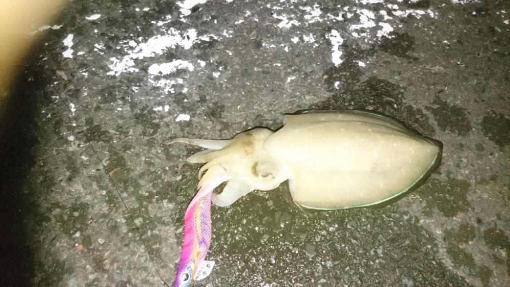 今日もエギング