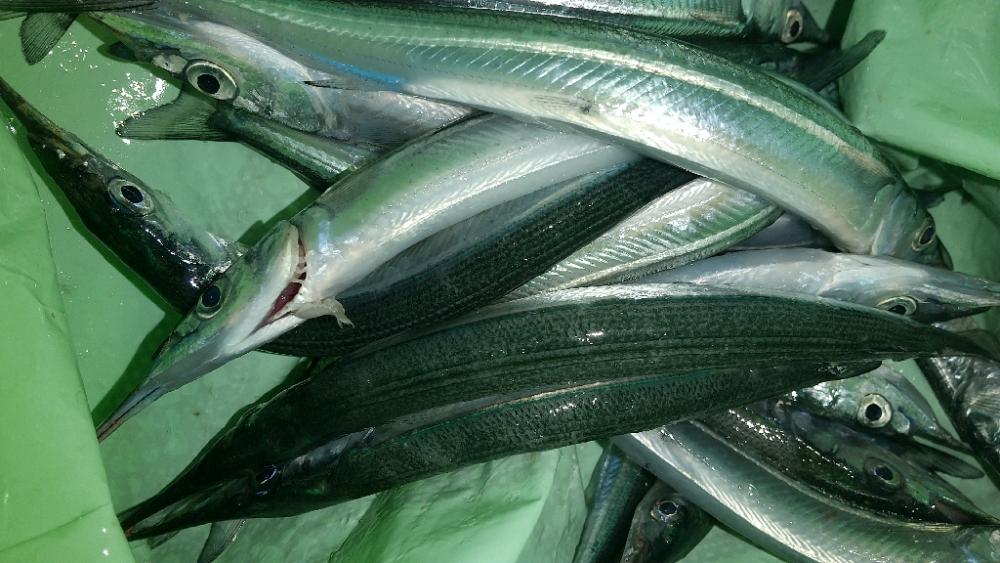 鉛筆サヨリ釣り