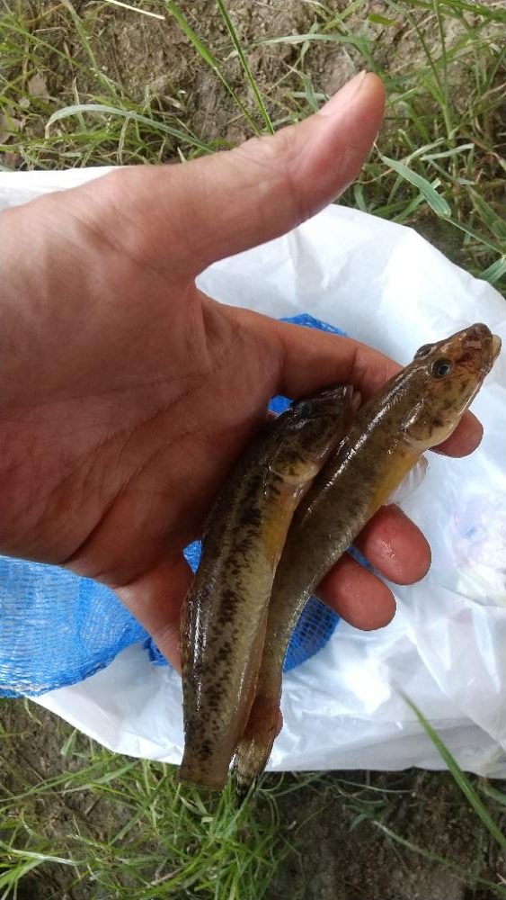 淀川ハゼ釣り大会