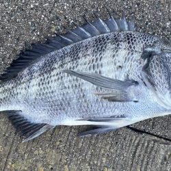 まだまだ黒鯛はシーズン中