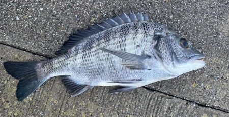 まだまだ黒鯛はシーズン中