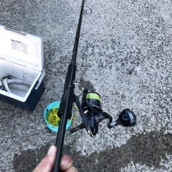 真っ昼間太刀魚さん