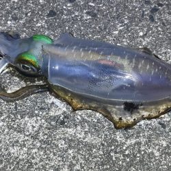 初めてのエリアでワクワク釣行だけど何処も厳しい！