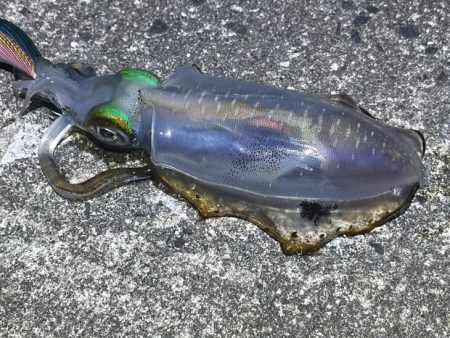 初めてのエリアでワクワク釣行だけど何処も厳しい！