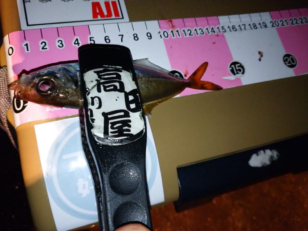 相変わらずの激渋アジング