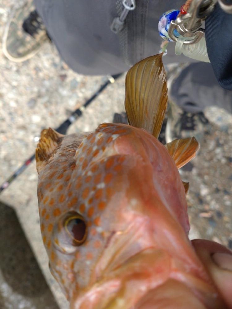 アオリ2杯、コウイカ１杯、キジハタ１匹！