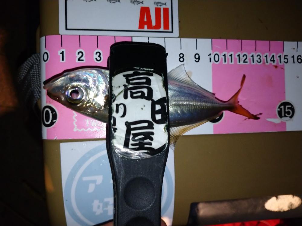 今夜もアジング