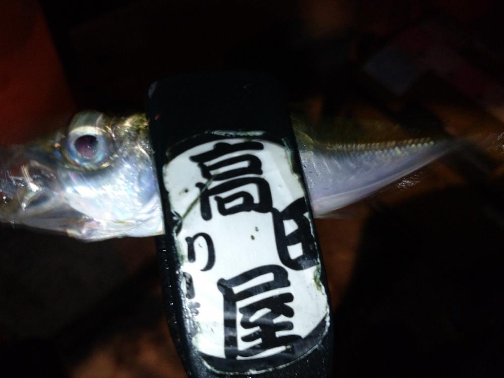 雨上がり爆風アジング修行